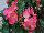 Ball Horticultural: Begonia Green Leaf 'Rose' 