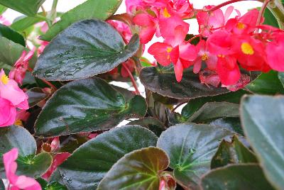 Whopper® Begonia Green Leaf Rose 