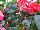 Ball Horticultural: Begonia Green Leaf 'Rose' 