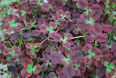 Limerick™ Trifolium Isabella