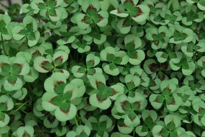 Limerick™ Trifolium Leonore