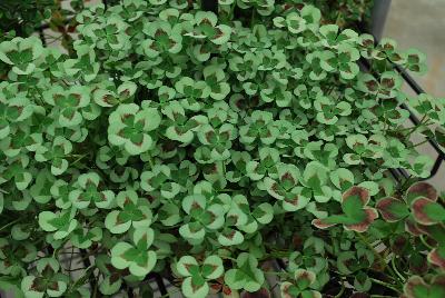Limerick™ Trifolium Leonore