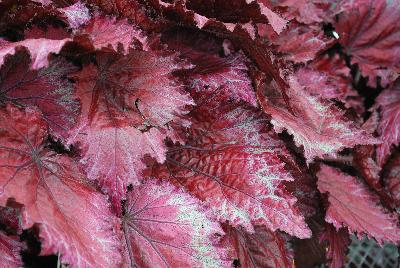 Jurassic™ Begonia x tuberhybrida Red Splash 