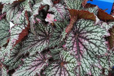 Jurassic™ Begonia x tuberhybrida Green Streak