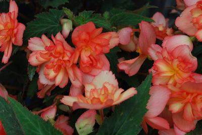 Bon Bon™ Begonia boliviensis Peach 