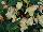 Ball Horticultural: Begonia boliviensis 'Cream' 