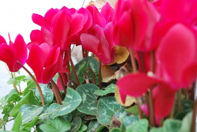 Tianis® Cyclamen persicum Deep Magenta