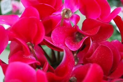 Tianis® Cyclamen persicum Deep Magenta