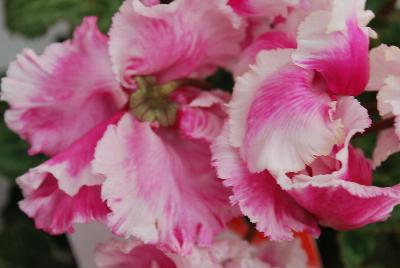 Premium Abanico® Cyclamen persicum Magenta