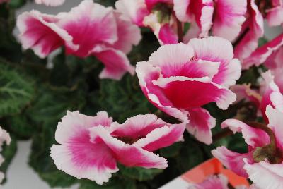 Premium Abanico® Cyclamen persicum Magenta