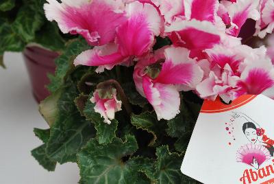 Premium Abanico® Cyclamen persicum Purple 