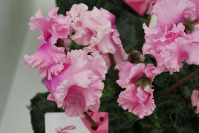 Ball Horticultural: Halios® Cyclamen Falbala® Rose 