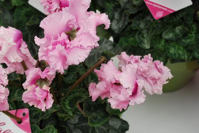 Ball Horticultural: Halios® Cyclamen Falbala® Rose 