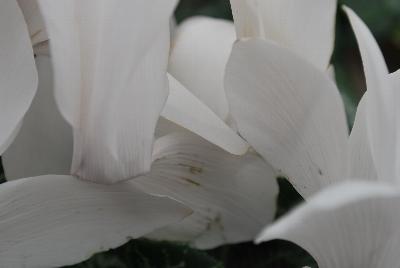 Halios® Cyclamen persicum HD White 