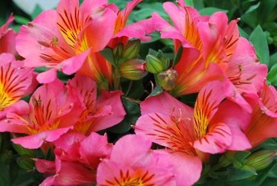 Colorita Alstromeria x hybrida Feline