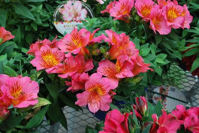 Colorita Alstromeria x hybrida Feline