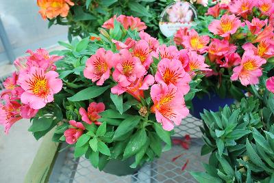 Colorita Alstromeria x hybrida Feline