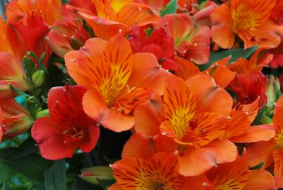 Colorita Alstromeria x hybrida Amina