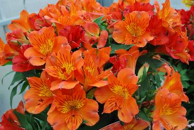 Colorita Alstromeria x hybrida Amina 