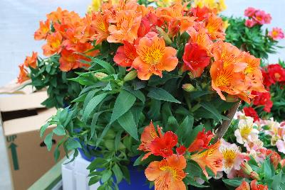 Colorita Alstromeria x hybrida Amina 