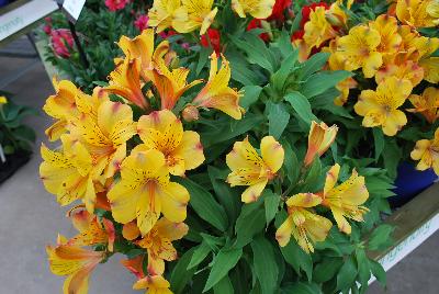 Colorita Alstromeria x hybrida Ariane 