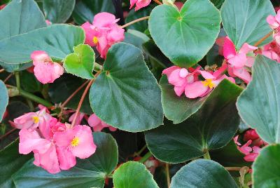 Megawatt™ Begonia F1, interspecific Rose Green Leaf 