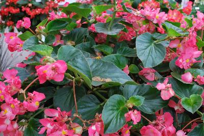 Ball Horticultural: Megawatt™ Begonia Rose Green Leaf 