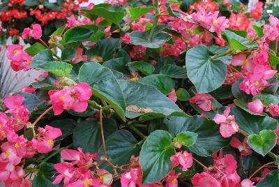 Megawatt™ Begonia F1, interspecific Rose Green Leaf 