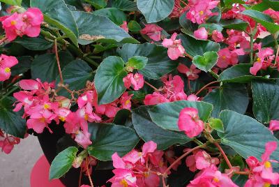 Ball Horticultural: Megawatt™ Begonia Rose Green Leaf 