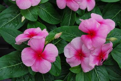 Titan™ Vinca Catharanthus roseus Blush Improved 