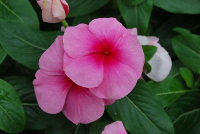 Titan™ Vinca Catharanthus roseus Blush Improved 