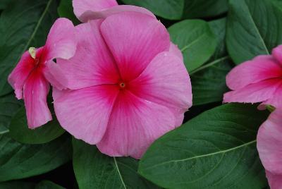 Titan™ Vinca Catharanthus roseus Blush Improved 