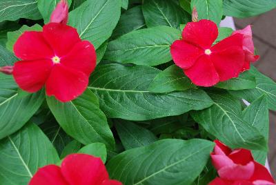 Titan™ Vinca Catharanthus roseus Really Red 