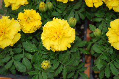 Hot Pak™ Marigold French Dwarf (Tagetes patula) Yellow