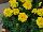 Hot Pak™ Marigold French Dwarf (Tagetes patula) Yellow 