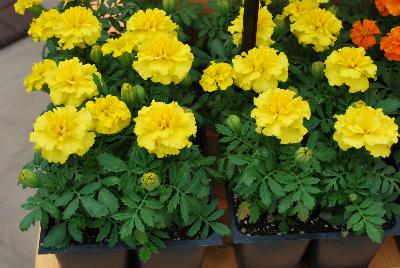 Hot Pak™ Marigold French Dwarf (Tagetes patula) Yellow