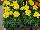 Hot Pak™ Marigold French Dwarf (Tagetes patula) Yellow 