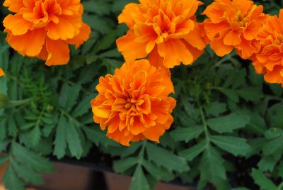 Hot Pak™ Marigold French Dwarf (Tagetes patula) Orange