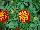 Hot Pak™ Marigold French Dwarf (Tagetes patula) Spry 