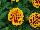 Hot Pak™ Marigold French Dwarf (Tagetes patula) Fire 