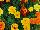 Hot Pak™ Marigold French Dwarf (Tagetes patula) Mixture 