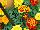 Hot Pak™ Marigold French Dwarf (Tagetes patula) Mixture 