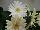 Mega Revolution™ Gerbera jamesonii White with Light Eye 