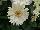 Mega Revolution™ Gerbera jamesonii White with Light Eye 