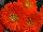 Mega Revolution™ Gerbera jamesonii Orange with Light Eye 