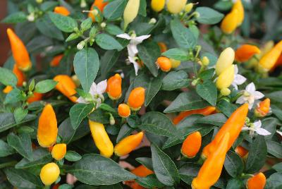 Hot Pops Pepper ornamental (capsicum annuum) Sedona Sun