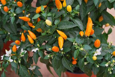 Hot Pops Pepper ornamental (capsicum annuum) Sedona Sun 