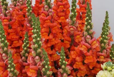 Cool Wave® Snapdragon Antirrhinum majus Orange