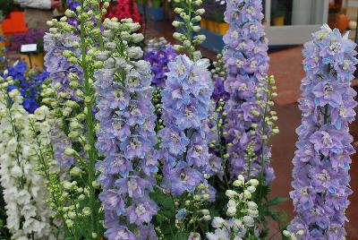 Guardian Delphinium Lanvender