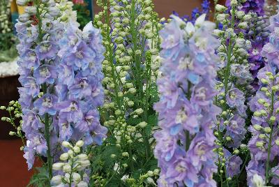 Guardian Delphinium Lanvender